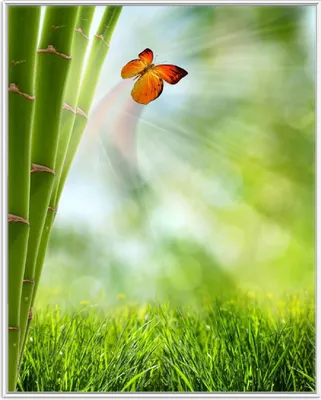 Produktbild von Wallario Wandbild Schmetterling im Grünen mit Bambus, Größe: 40,30 x 50,30 cm, Poster mit weißem Aluminiumrahmen