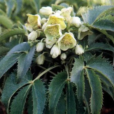 Obrázok produktu pre 6 x Korzický čemeřice - Helleborus argutifolius | Kvetináč 9cm x 9cm