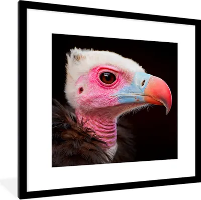 Produktbild von MuchoWow® Gerahmtes Poster Geier - Vogel - Schnabel 40x40 cm - Poster mit Schwarzem Bilderrahmen Wandposter Rahmen Foto Bilder - Poster - Plakat im Rahmen