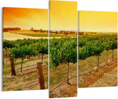 Produktbild von Bild auf Leinwand - Leinwandbild - Landschaft Weinberg Sonnenuntergang - 95x80cm - Wand Bild - Wanddeko - Leinwanddruck - Bilder - Kunstdruck - Leinwand bilder - Wandkunst - CB95x80-0116