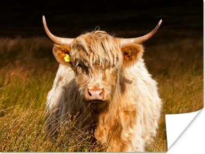 Produktbild von MuchoWow® Poster Schottische Highlander - Licht - Gras - Tiere 160x120 cm - Foto Plakat