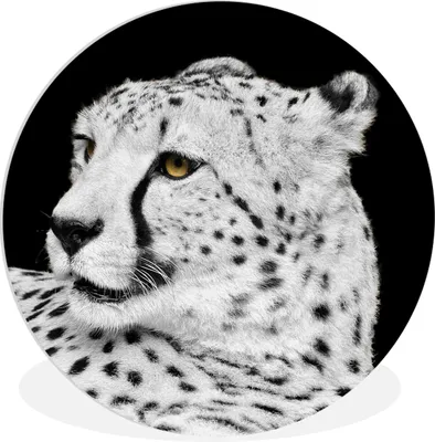 Produktbild von MuchoWow® Rundes Wandbild - Runde Bilder Leopard - Weiß - Schwarz Ø 30 cm Kreis Wanddekoration Kunststoff - Wandkreis - Wandschmuck - Schlafzimmer - Bilder - Der Kreis - Kunst für die Wohnung - Plastik - Kunstdruck - Wandbild