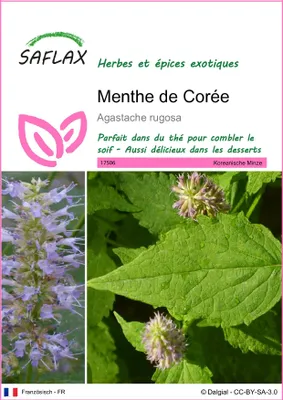 Image de SAFLAX - Menthe de Corée - 1200 graines - Agastache