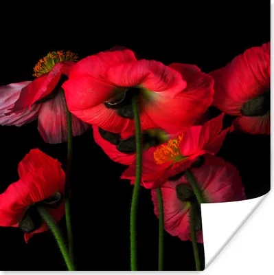 Produktbild von MuchoWow® Poster Die isländischen Mohnblumen auf schwarzem Hintergrund 75x75 cm - Wand Dekoration