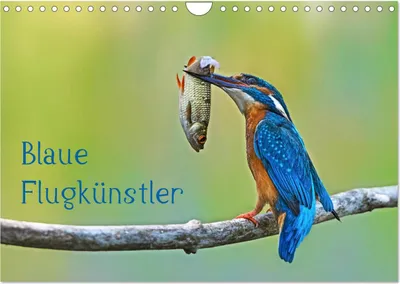 Produktbild von Blaue Flugkünstler (Wandkalender 2025 DIN A4 quer), CALVENDO Monatskalender