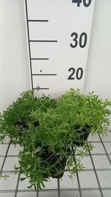 Zdjęcie produktu dla 6 x Galium verum - Galium - doniczka 9 x 9 cm