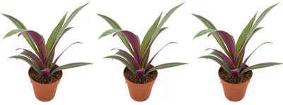 Produktbild von Tradescantia spathacea Sitara 3er Set Zimmerpflanze