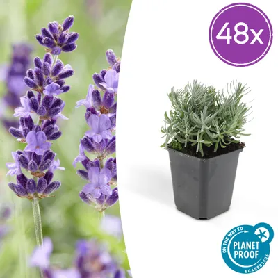 Image de Lavandula 'Hidcote' | 48 pièces - 10-25cm - Ø9cm - Plante de jardin