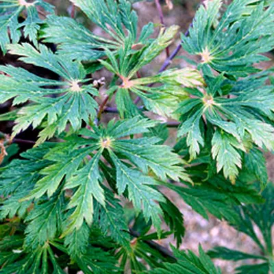 Image de Érable de feu - Acer japonicum 'Aconitifolium' | 60-80 cm en conteneur