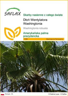 Zdjęcie produktu dla SAFLAX - Dłoń Wentylatora Washingtonia - 12 Nasiona - Washingtonia robusta