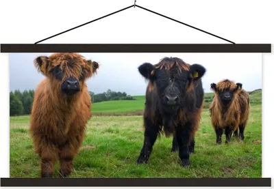 Produktbild von MuchoWow® Textilposter Schottische Hochlandrind - Kühe - Natur - Grün - Gras 120x60 cm mit schwarzem Rahmen - Dekoration Schlafzimmer