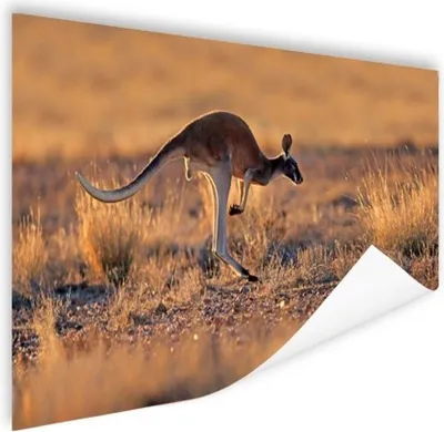 Produktbild von MuchoWow® Poster Känguru - Sonne - Gras 60x40 cm - Schlafzimmerdekoration