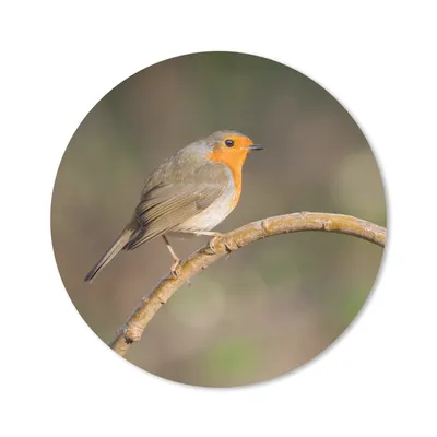 Produktbild von MuchoWow® Mauspad Mousepad Rotkehlchen - Vogel - Natur 50x50 cm - Mousepads - Maus Mat - Pad - Mausunterlage - Vinyl