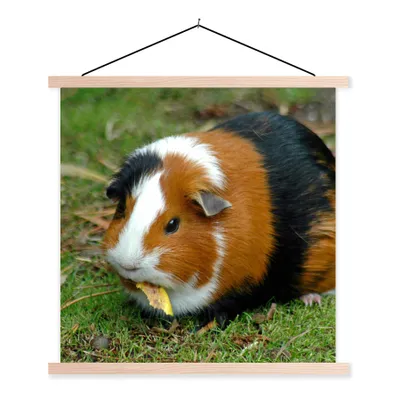 Produktbild von MuchoWow® Textilposter Meerschweinchen draußen 40x40 cm mit holzfarbenen Rahmen - Posterleiste