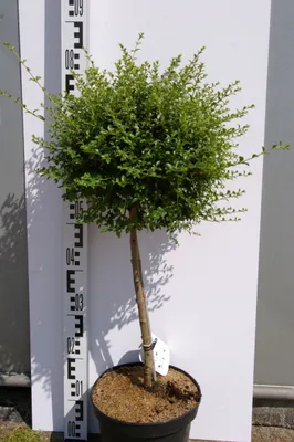 Produktbild von Ligustrum delavayanum - Delavays Liguster - 80cm Hochstamm