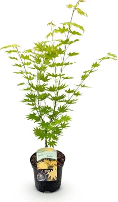 Image de Green boutiQ - Plante de terrasse - Érable japonais - Acer palmatum Jordan - Jaune - 1 plante - À feuilles caduques - Pot de 19 cm, hauteur 70 cm