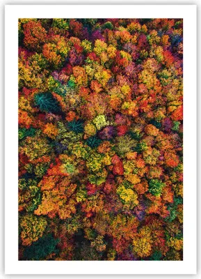 Produktbild von Poster - Poster ohne Rahmen - Herbst Perspektive Vogel - 50x70 cm - Wand Bild - Wanddeko - Wandbilder - Kunstposter - Wandposter - Bilder - Kunstdruck - Wanddekoration - Wandbild - P2XPA50x70-4478
