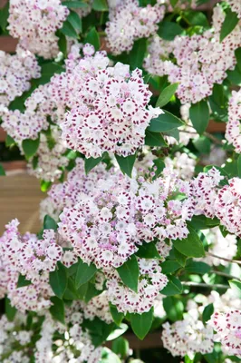 Produktbild von Kalmia latifolia 'Tiddlywinks', Berglorbeer, rosa, 20–30 cm