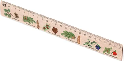 Produktbild von Metrie, Didakt-M07 Holzlineal, bedrucktes Nadelbäume, 25 cm