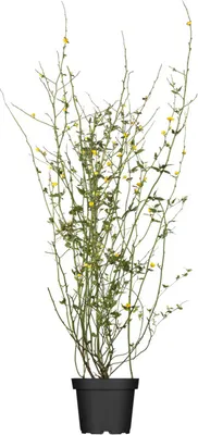 Produktbild von Kerria japonica 'Pleniflora', Ranunkelstrauch, gelb, 60–100 cm