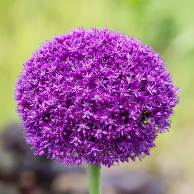 Produktbild von Allium Zwiebeln Winterhart Mehrjährig - Purple Sensation - 5 Blumenzwiebeln - Allium Giganteum Zwiebeln - Duftende Pflanzen aus Holland für Garten, Topf (große Knollen, kein Samen, nicht künstlich)