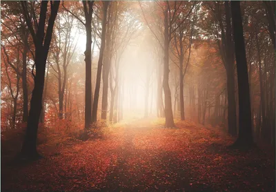 Produktbild von Wallario Fototapete Vliestapete, seidenmatte Oberfläche, einfache Verarbeitung, Größe 200 x 140 cm, Motiv Herbstwald - Weg zu einer Lichtung im Wald