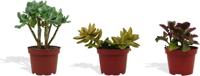 Produktbild von DutchLeafs Sukkulenten Mix 3 Stück Verschiedene Sukkulenten - Topf 10 cm - Kleine Pflanzen Mischung Sukkulenten Starter Set Pflegeleichte