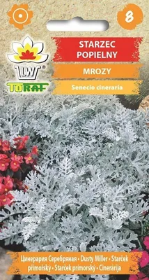 Zdjęcie produktu dla Starzec popielny MROZY Nasiona kwiatów - 649 Toraf