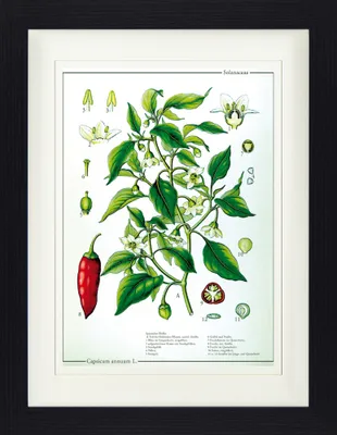 Produktbild von Kochkunst Gerahmtes Bild Mit Edlem Passepartout | Wand-Bilder | Im Bilderrahmen - Die Chili Pflanze (40 x 30 cm)