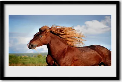 Produktbild von Bild 60x40 MDF-Rahmen Wandkunst Pferd Tiere