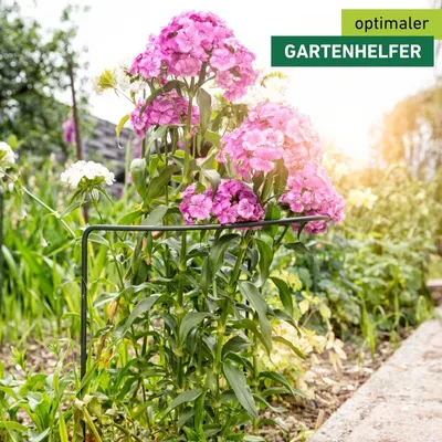 Produktbild von Staudenstütze fix, halbrund 70x40cm