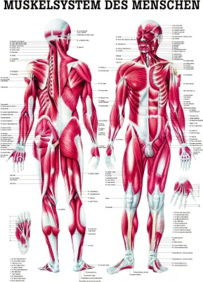 Produktbild von Sport-Thieme Anatomische Lehrtafel, Das menschliche Skelett