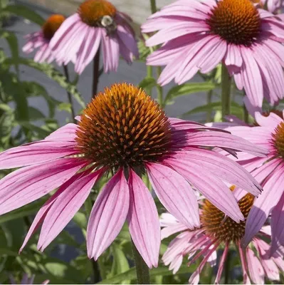 Image de 6 x Echinacée pourpre - Echinacea purpurea 'Magnus' | Pot 9 cm x 9 cm