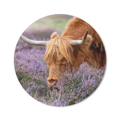 Produktbild von MuchoWow® Mauspad Mousepad Schottischer Highlander - Tiere - Heide 20x20 cm - Mousepads - Maus Mat - Pad - Mausunterlage - Schreibtischmatte