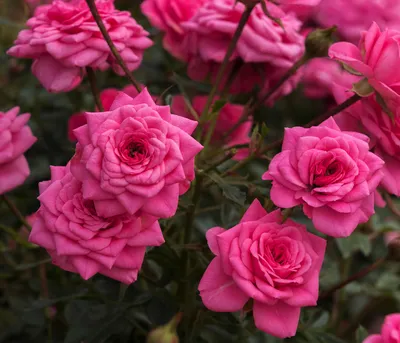 Produktbild von Dehner Zwergrose Sugar Baby®, Züchter Tantau, gefüllte nicht duftende rosa Blüten, 15-30 cm exkl. Pflanztopf, Topfware