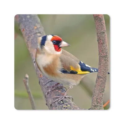 Produktbild von MuchoWow® Mauspad Mousepad Stieglitz zwischen den Zweigen eines Baumes 20x20 cm - Mousepads - Maus Mat - Pad - Mausunterlage - Desk Mat - Bureauartikeln