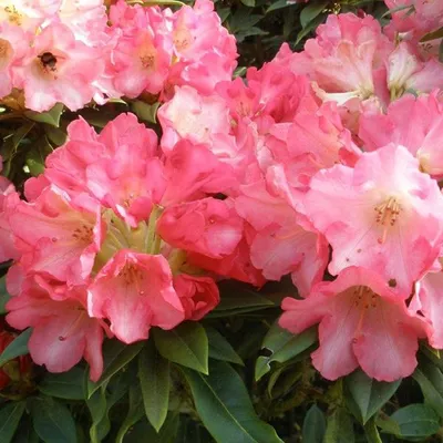 Immagine prodotto di Rhododendron 'Surrey Heath'