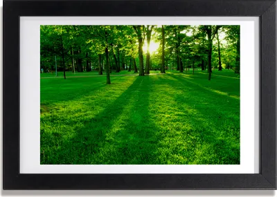 Produktbild von Bild 30x20 MDF-Rahmen, Wandkunst Das Gras im Park