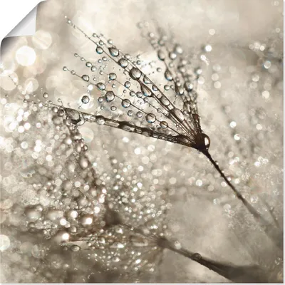Produktbild von ARTland Poster Pusteblume Tautropfen I Größe: 40x40 cm