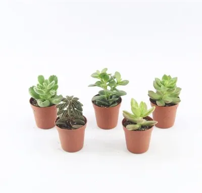 Produktbild von 10 Sukkulenten im 5,5er Topf, 5 Sorten 8-15 cm - LE Succulenten
