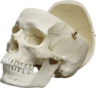 Immagine prodotto di Camera Erler Modello di cranio adulto maschile