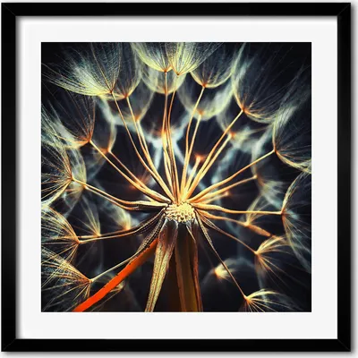 Produktbild von Bild - 50 cm x 50 cm - MDF - Rahmen, Wandkunst - Löwenzahn zahnPOS=HEADCOMP