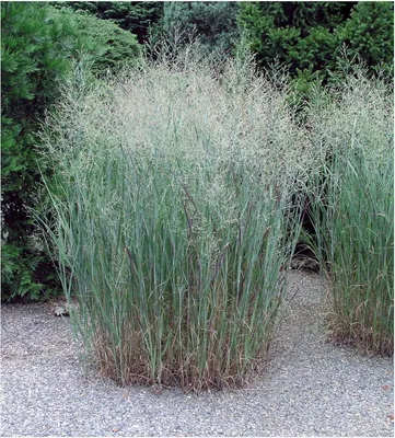 Produktbild von Stauden Gänge 10 x Panicum virgatum 'Heavy Metal' im 1 Liter Topf - Blaue Rutenhirse - Standfest und stilvoll in jedem Garten - Winterhart