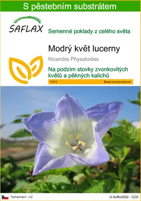 Obrázek produktu pro SAFLAX - Modrý květ lucerny - Nicandra Physaloides - 100 Semena - S pěstebním substrátem bez klíčků