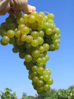 Produktbild von Vitis vinifera Huxelrebe - weiße Weinrebe Tafeltraube - sehr süß - kernarm