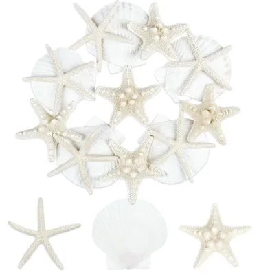 Image de 15 coquillages naturels pour la décoration