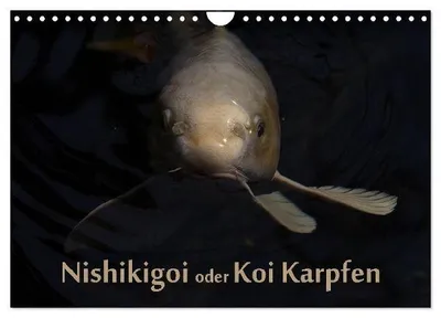 Produktbild von Nishikigoi oder Koi Karpfen (Wandkalender 2026 DIN A4 quer), CALVENDO Monatskalender