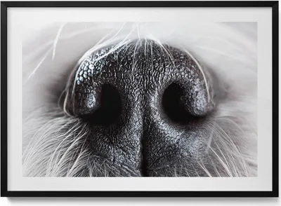 Produktbild von Nahaufnahme einer Tiernase– Wandbild mit Rahmen – Gerahmtes Bild  – Wanddekoration – 100x70 cm –  Schwarz Rahmen