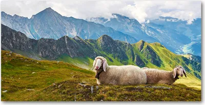 Produktbild von Tulup® Glas-Bild - 100x50 -Wandkunst - Wandbild hinter gehärtetem Sicherheitsglas  - Landschaften - Schafe Alpen - Mehrfarbig