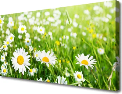 Produktbild von Tulup Leinwand-Bilder 100x50 Wandbild Canvas Kunstdruck Gänseblümchen Pflanzen